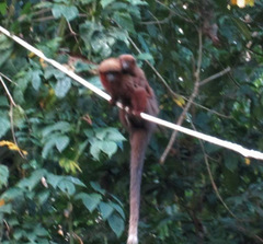 Plecturocebus aureipalatii