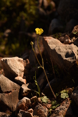 Ranunculus sprunerianus