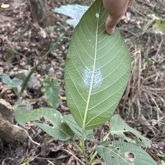 Dendrocnide meyeniana