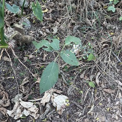 Dendrocnide meyeniana