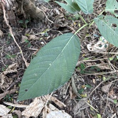 Dendrocnide meyeniana