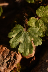 Ranunculus sprunerianus