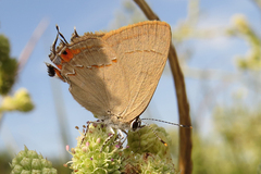 Badecla argentinensis