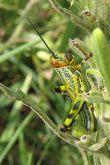 Zoniopoda tarsata