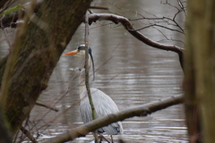 Ardea cinerea
