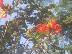 Spathodea campanulata