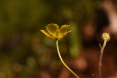 Ranunculus sprunerianus