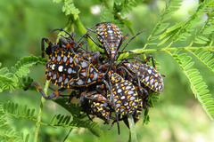 Pachylis argentinus