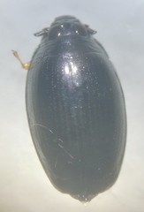Gyrinus