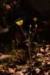 Ranunculus sprunerianus