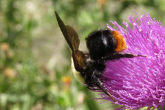 Bombus bellicosus