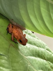 Oophaga pumilio