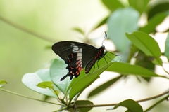 Parides ascanius
