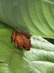 Oophaga pumilio