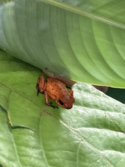 Oophaga pumilio