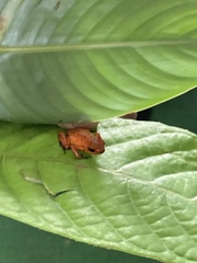 Oophaga pumilio
