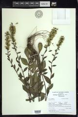 Solidago hispida huronensis