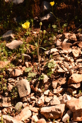 Ranunculus sprunerianus