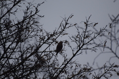 Coccothraustes coccothraustes