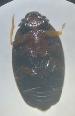 Gyrinus