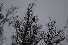 Coccothraustes coccothraustes