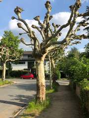 Platanus