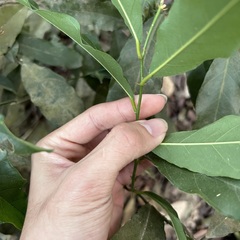 Capparis micracantha