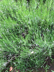 Lavandula angustifolia