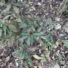 Capparis micracantha