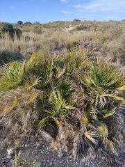 Chamaerops humilis