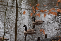 Branta canadensis
