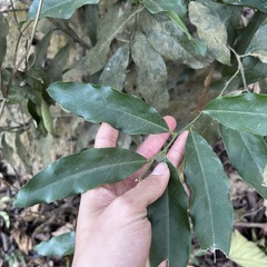 Capparis micracantha