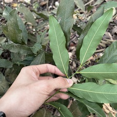 Capparis micracantha