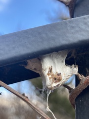 Metepeira labyrinthea