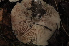 Tricholoma boudieri