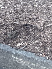 Zonotrichia leucophrys