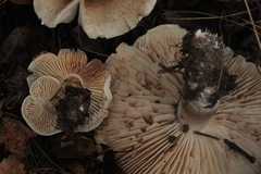 Tricholoma boudieri