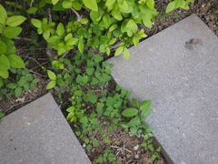 Chenopodium ficifolium