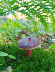 Xerocomellus pruinatus