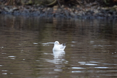 Chroicocephalus ridibundus
