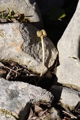 Arisarum vulgare vulgare