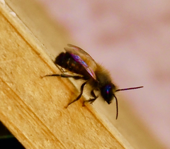 Osmia bicornis