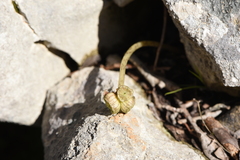 Arisarum vulgare vulgare