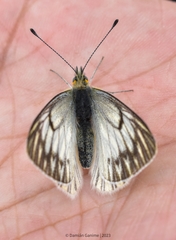 Tatochila orthodice