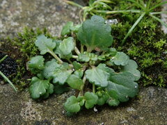 Veronica arvensis