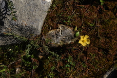 Fumana arabica