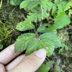 Elatostema villosum