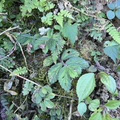 Elatostema villosum