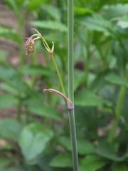 Changium smyrnioides