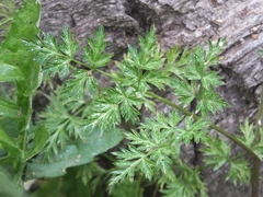 Changium smyrnioides